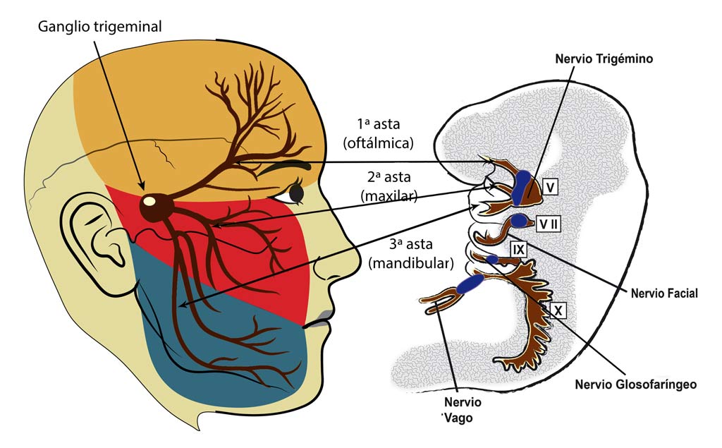 (c) Morfopsicologia.es